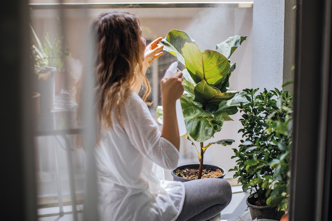 Mujer de espaldas regando una planta de hojas verdes en un balcón con un pulverizador.